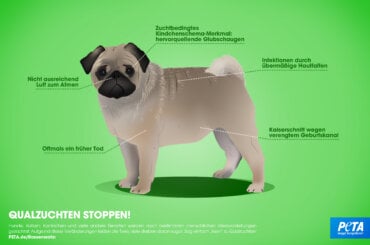 zu sehen ist ein Mops, repräsentativ für Zuchttiere, dessen Zuchtnachteile hervorgehoben werden