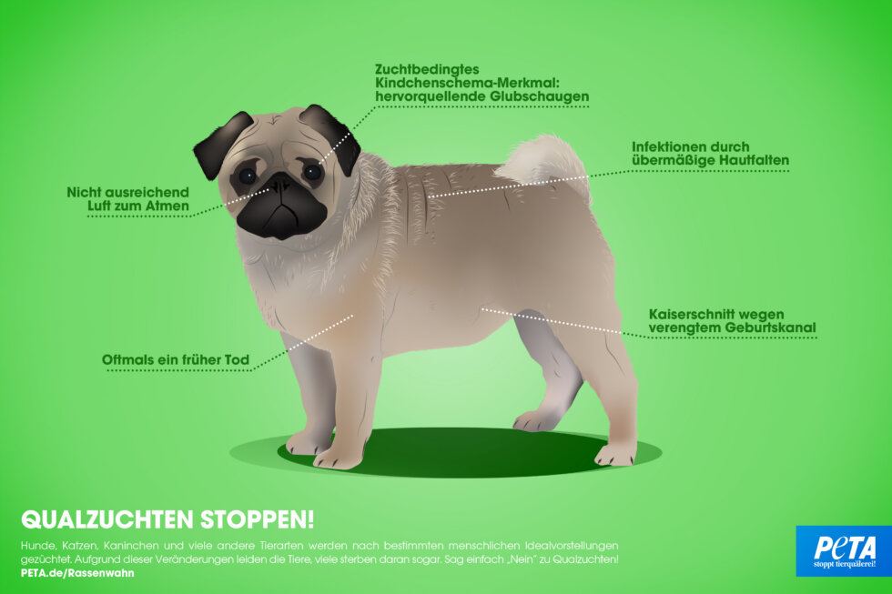 zu sehen ist ein Mops, repräsentativ für Zuchttiere, dessen Zuchtnachteile hervorgehoben werden