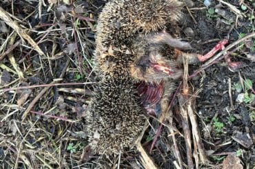 Verwundeter, lebloser Igel