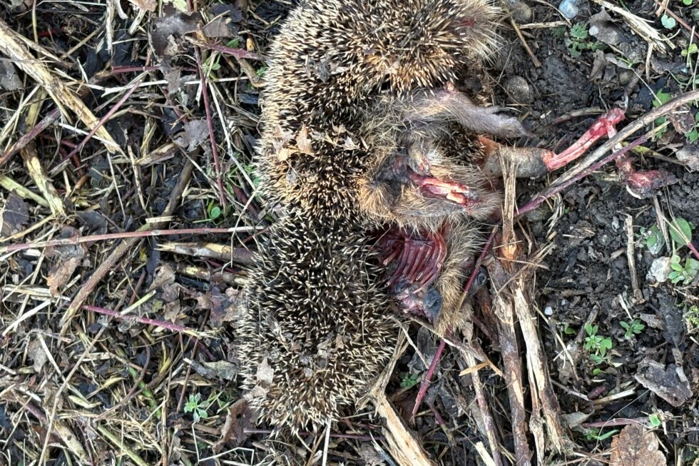 Verwundeter, lebloser Igel