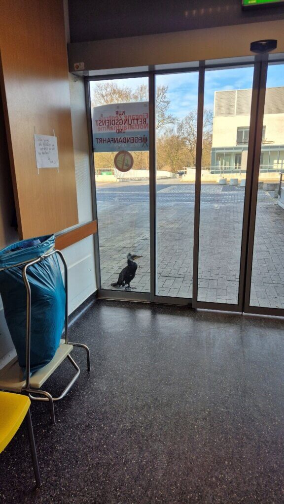 Kormoran steht vor Krankenhaustür mit Angelhaken im Schnabel.