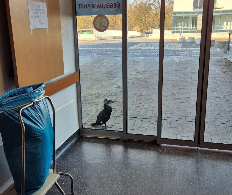 Kormoran steht vor Krankenhaustür mit Angelhaken im Schnabel.