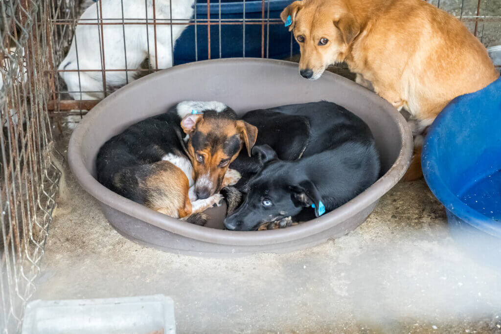 Drei Hunde, die sich in einer Tötungsstation befinden.