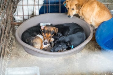 Drei Hunde, die sich in einer Tötungsstation befinden.