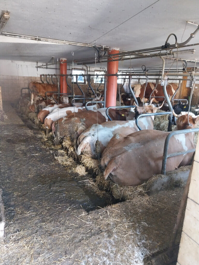 fixierte Rinder in einem Stall