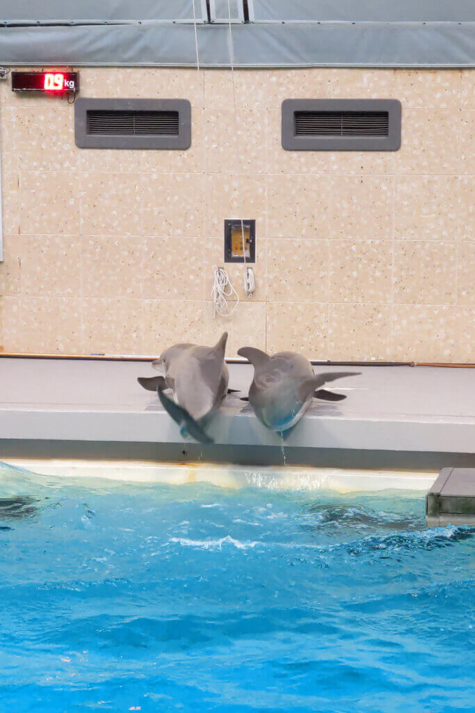 Delfine im Delfinarium müssen Kunststücke vorführen