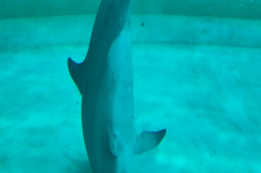 Delfin im Delfinarium, der immer wieder auf und ab treibt