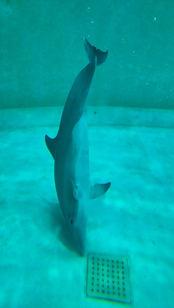 Delfin im Delfinarium, der immer wieder auf und ab treibt