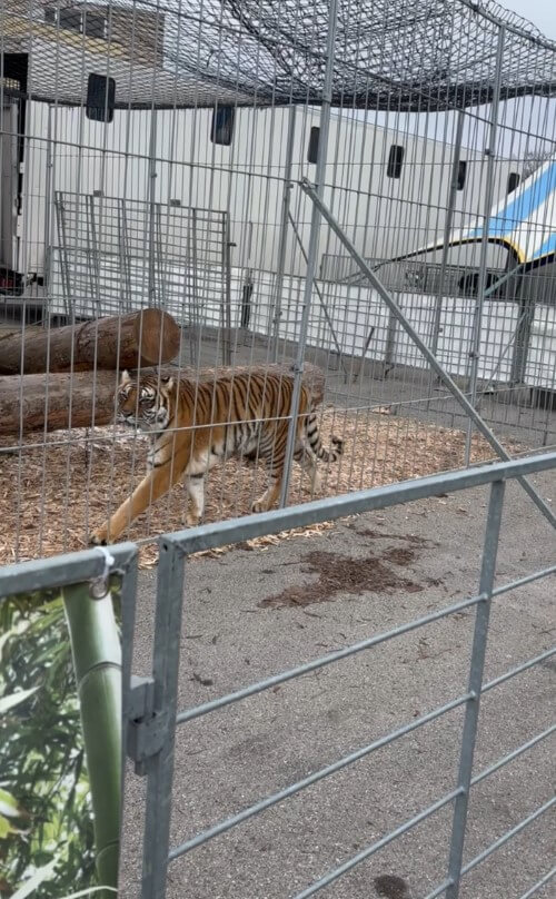 Tiger in kargem Käfig