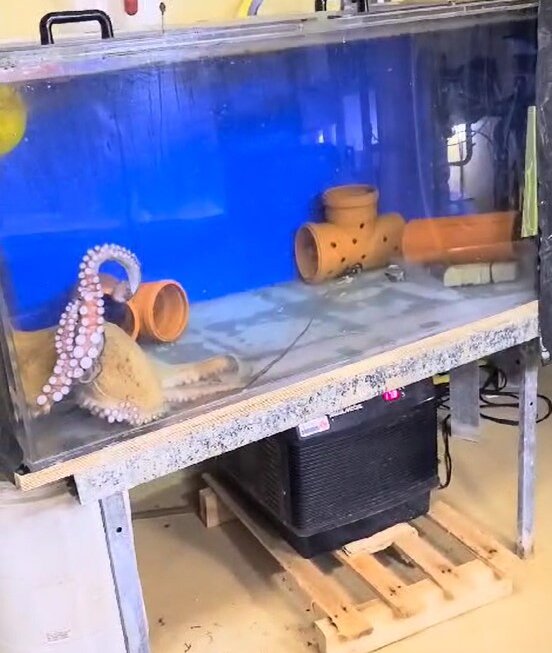 Ein Oktopus wird in einem kleinen kargen Aquarium festgehalten.