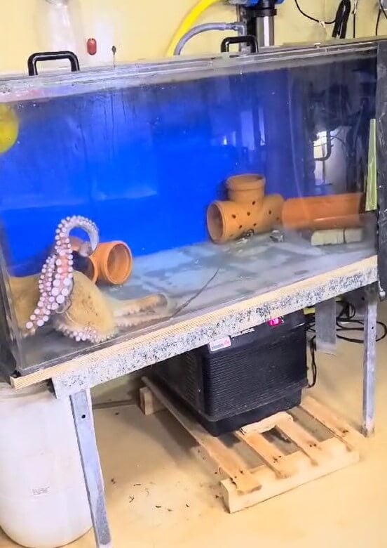Ein Oktopus wird in einem kleinen kargen Aquarium festgehalten.
