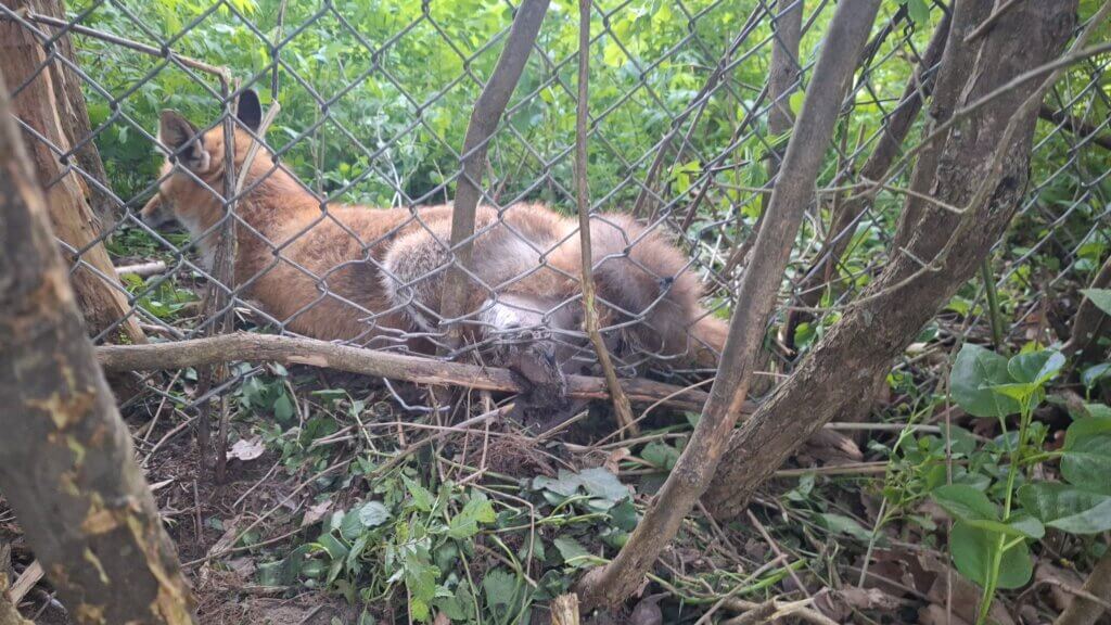 Ein Fuchs geriet in Beeskow mit einem Bein in eine illegale Schlagfalle und musste wegen der schweren Verletzung von seinem Leiden erlöst werden.