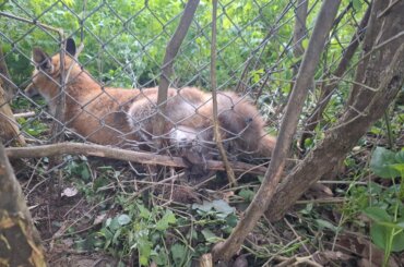 Ein Fuchs geriet in Beeskow mit einem Bein in eine illegale Schlagfalle und musste wegen der schweren Verletzung von seinem Leiden erlöst werden.