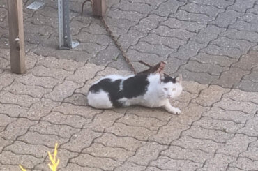 Die Vorderpfote der Katze steckt in einem illegalen Tellereisen.