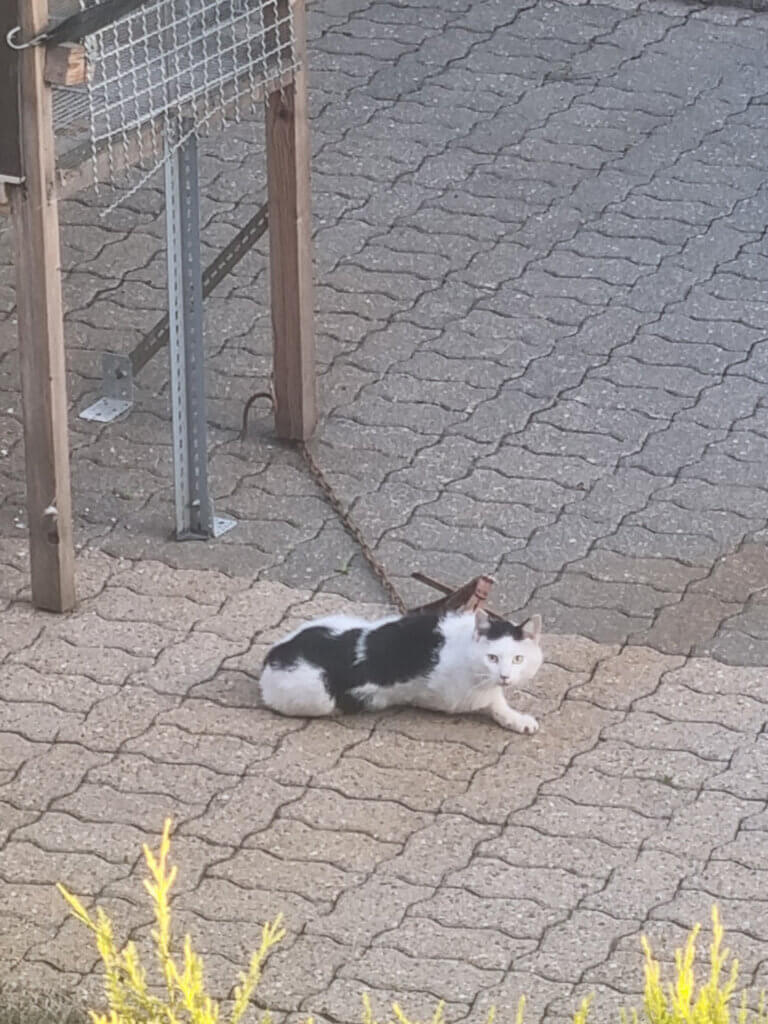 Die Vorderpfote der Katze steckt in einem illegalen Tellereisen.