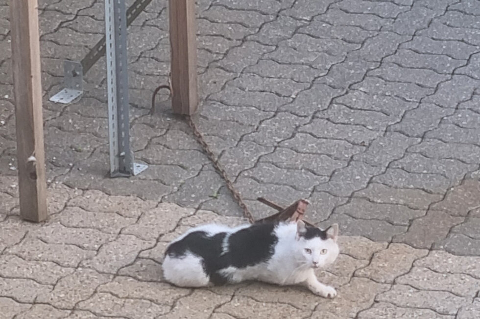 Die Vorderpfote der Katze steckt in einem illegalen Tellereisen.