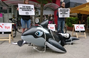Mit einem aufblasbaren Orka protestieren Freiwillige gegen TUI.