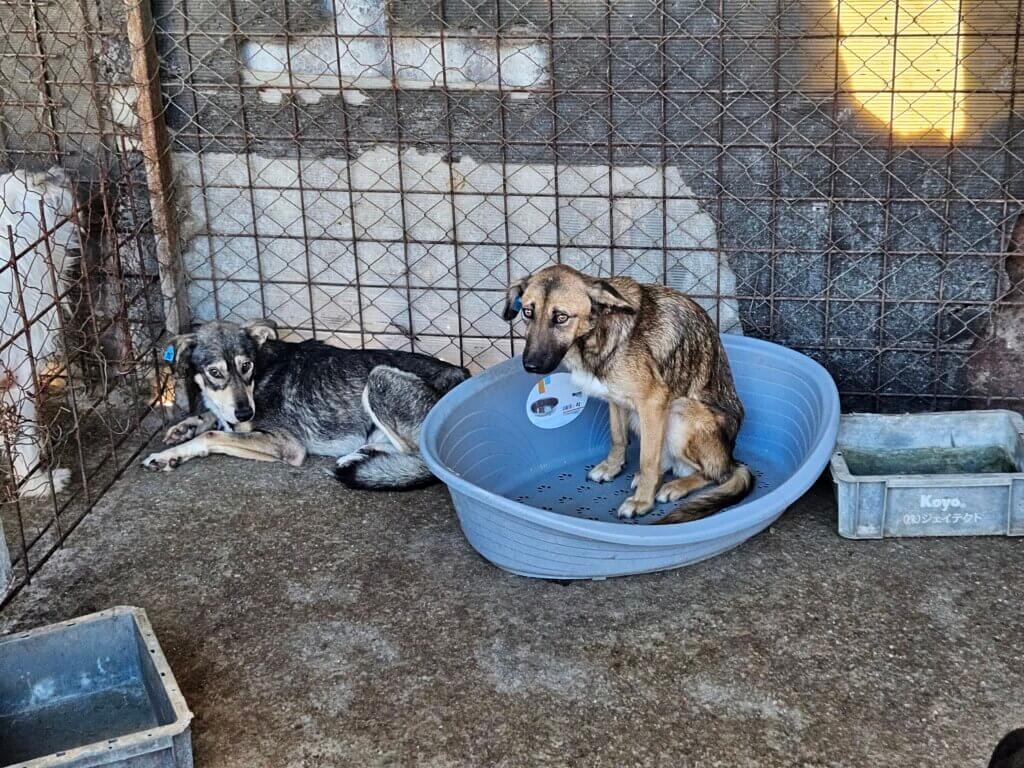 Hunde in einer Tötungsstation in Rumänien