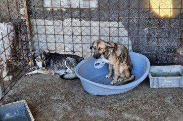 Hunde in einer Tötungsstation in Rumänien