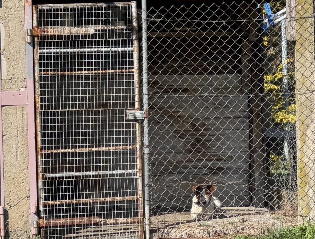 Ein Hund wird in einem viel zu kleinen Zwinger gehalten
