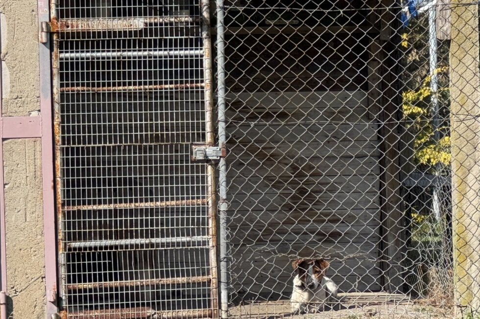 Ein Hund wird in einem viel zu kleinen Zwinger gehalten