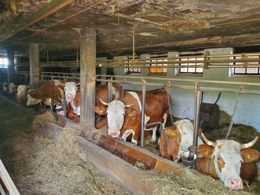 An kurzen Ketten angebundene Rinder in einem Stall