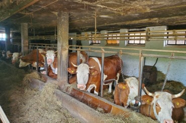 An kurzen Ketten angebundene Rinder in einem Stall