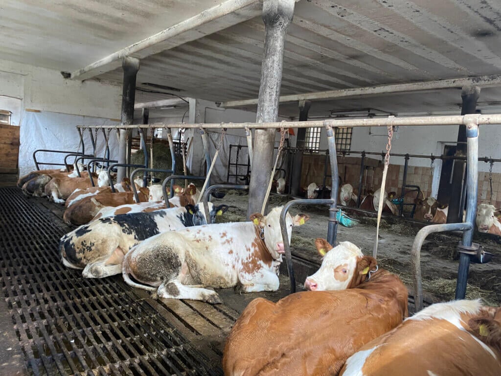 Rinder die in ihren eigenen Fäkalien angebund liegen