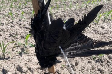 Eine tote Krähe hängt an einem Stock, der auf einem Feld aufgestellt ist.