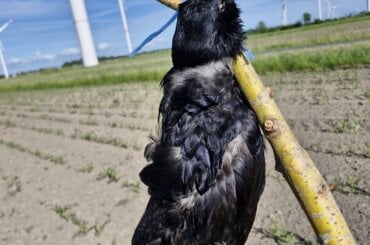 Krähen tot an einen Ast gebunden