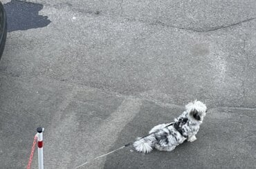 angebundener Hund in Rottweil