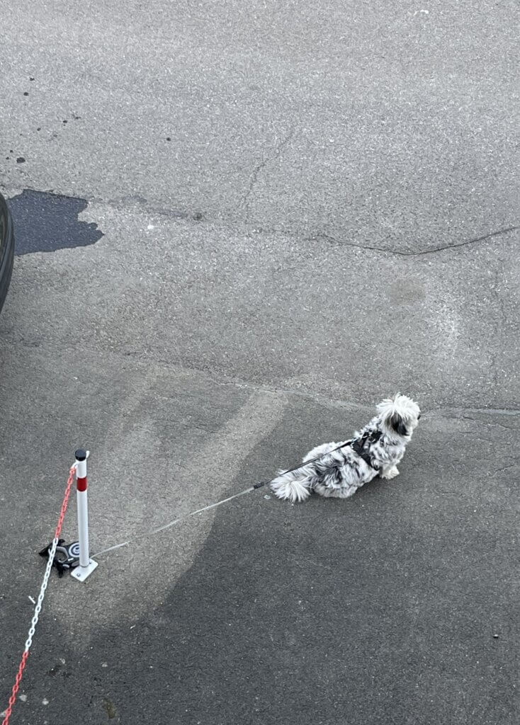angebundener Hund in Rottweil