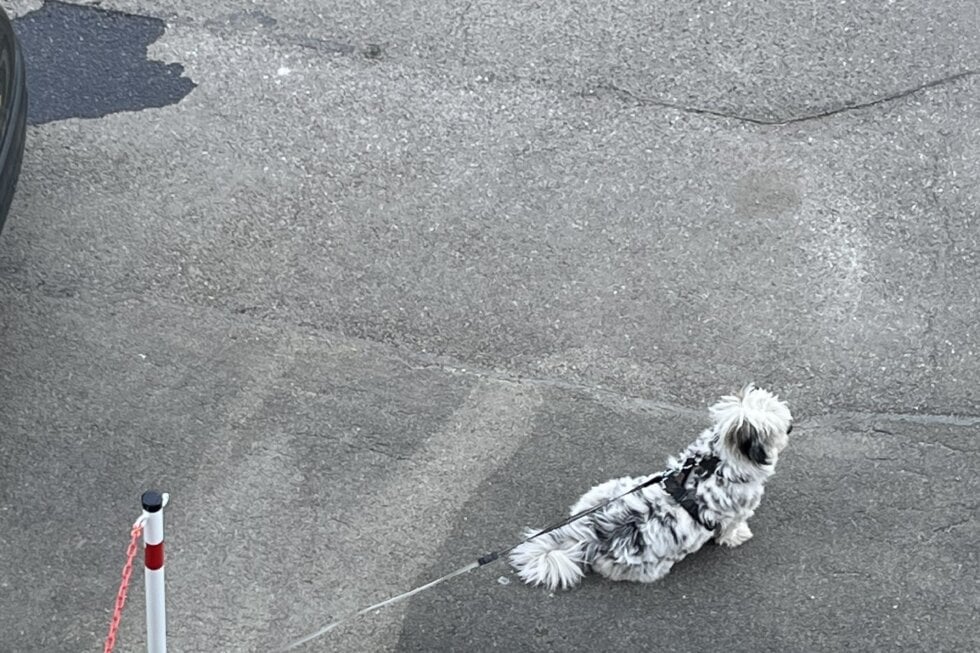 angebundener Hund in Rottweil