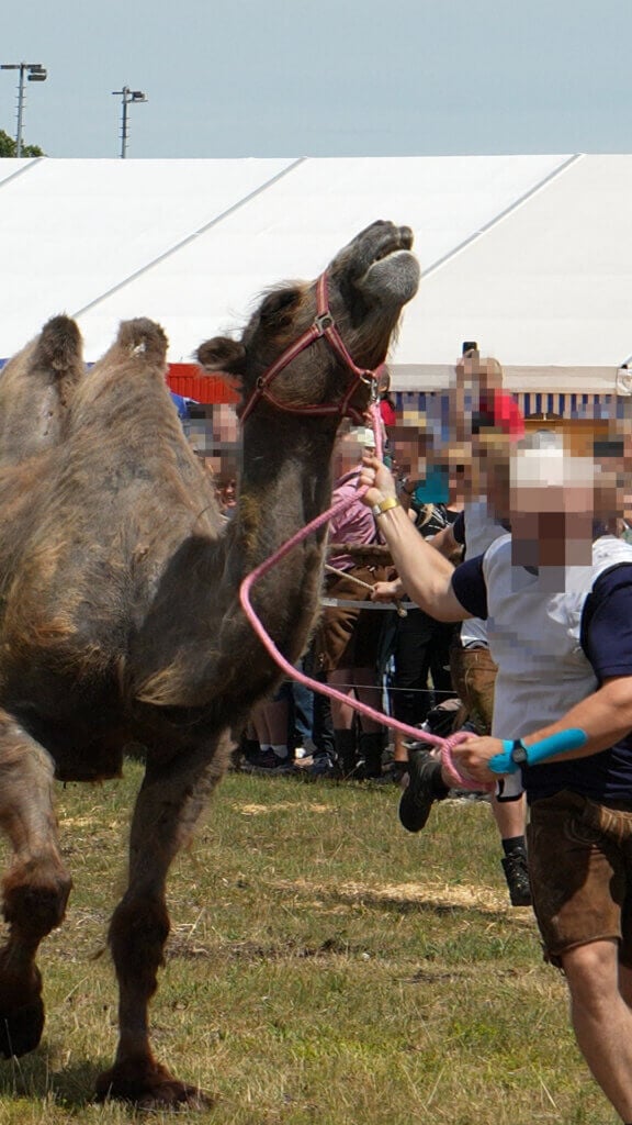 ein Kamel wird durch eine Menschenmasse gezerrt