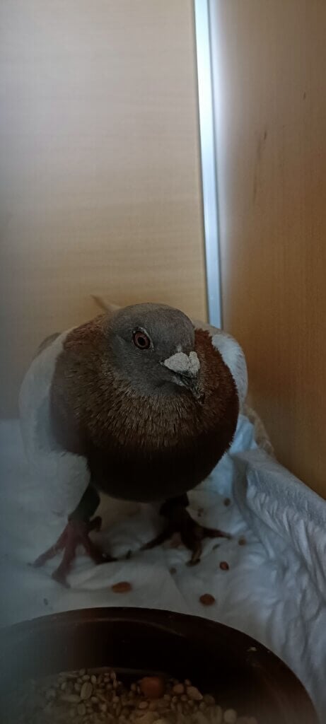 angeschossene Taube