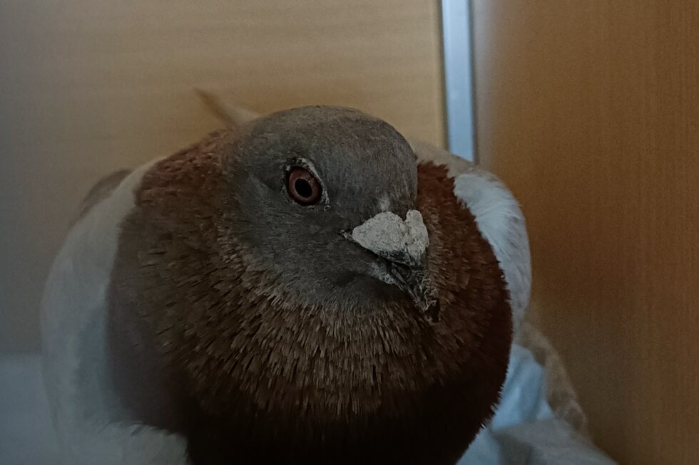 angeschossene Taube