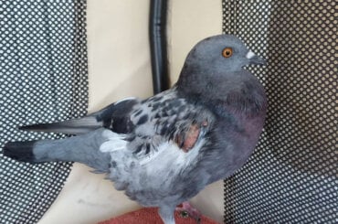 Der Taube wurden die Flügel amputiert wegen der starken Schussverletzung