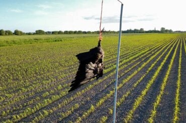 Vergrähmungsethode mit einer Krähe auf einem Feld in Lehe
