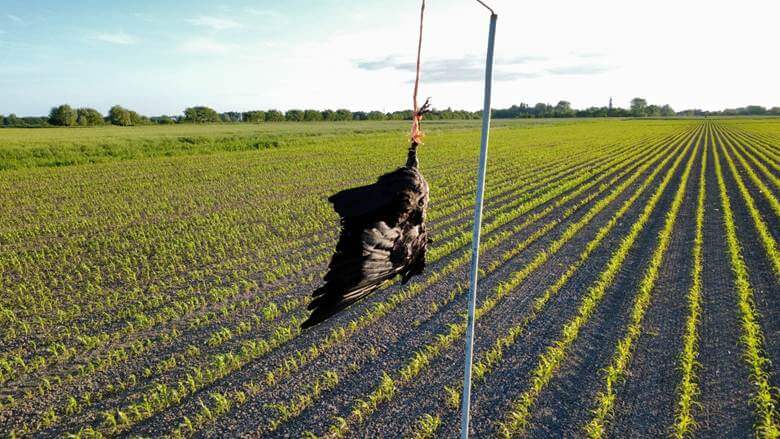 Vergrähmungsethode mit einer Krähe auf einem Feld in Lehe