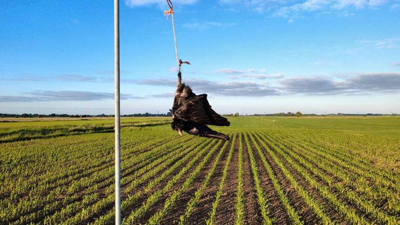 eine Krähe an einen Mast gebunden auf einem Feld in Lehe