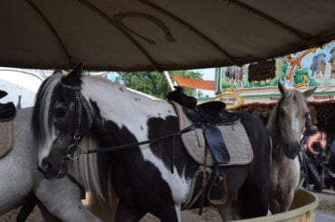 Ponys werden gezwungen im Kreis zu laufen.