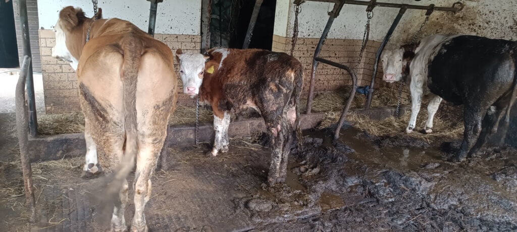 An kurzen Ketten fristen diese Rinder ihr Leben in der Anbindehaltung, auch ein junges Kalb ist tierschutzwidrig fixiert und kotverdreckt.