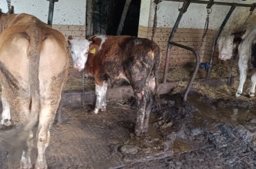An kurzen Ketten fristen diese Rinder ihr Leben in der Anbindehaltung, auch ein junges Kalb ist tierschutzwidrig fixiert und kotverdreckt.