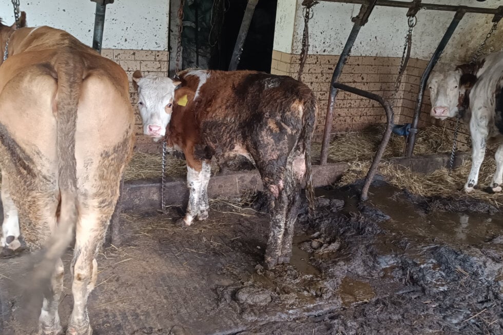 An kurzen Ketten fristen diese Rinder ihr Leben in der Anbindehaltung, auch ein junges Kalb ist tierschutzwidrig fixiert und kotverdreckt.