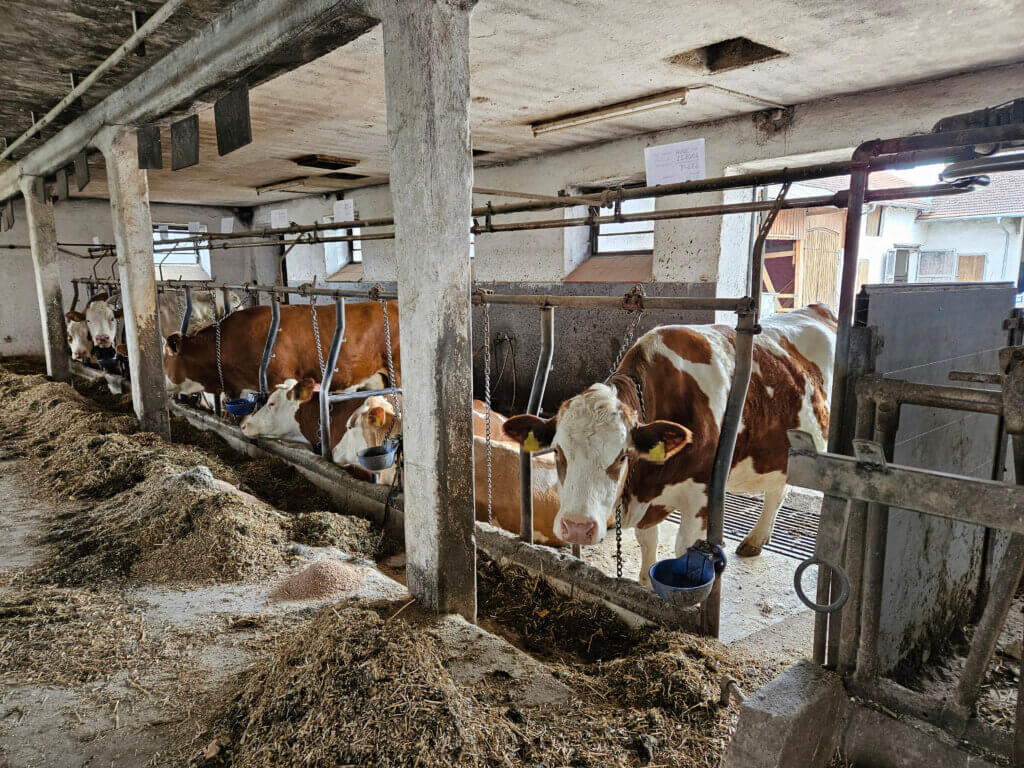 Mehrere Rinder in einem Stall