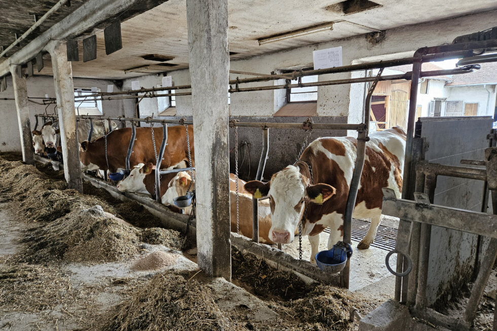Mehrere Rinder in einem Stall