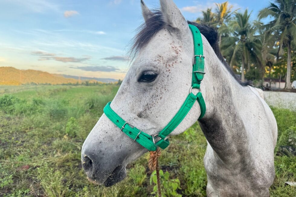 Kabang Nahaufnahme