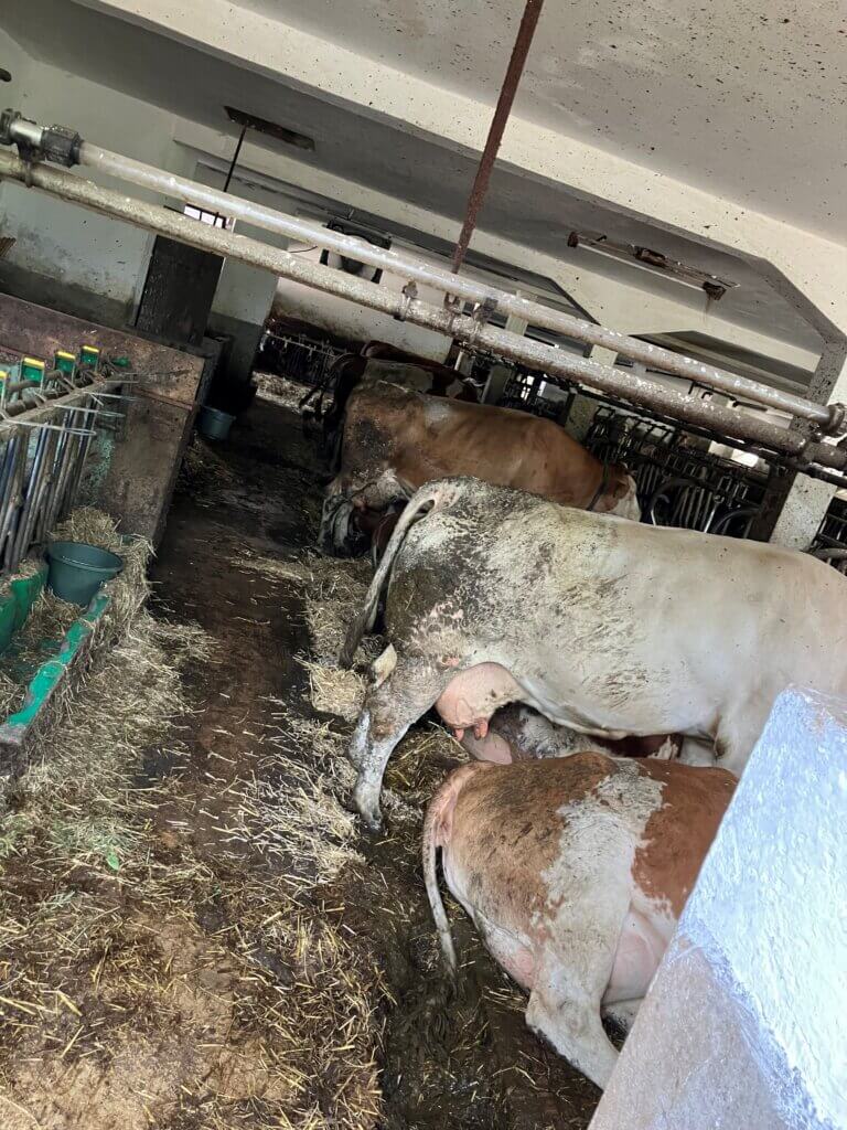 Verschmutzte Rinder in einem Stall