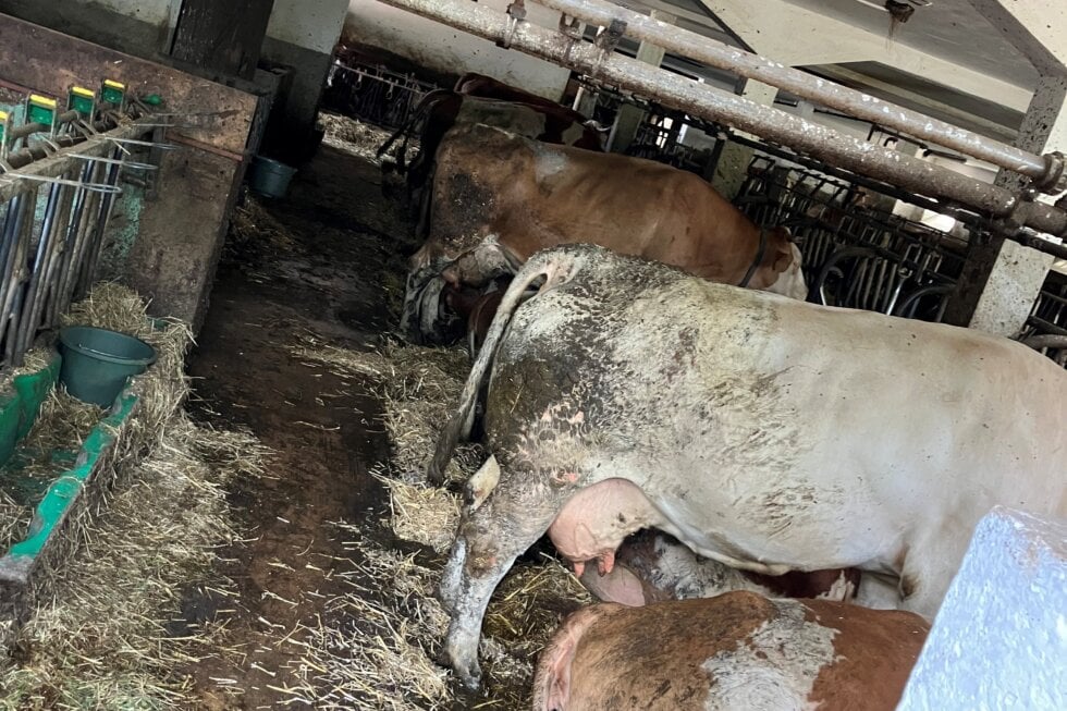 Verschmutzte Rinder in einem Stall