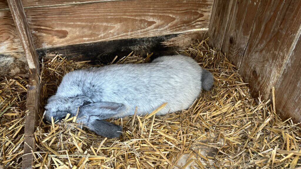 Totes Kaninchen liegt auf Stroh